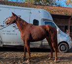 4-jarige merrie met volle Frans papieren, Dieren en Toebehoren, Paarden, Merrie