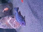 Cynotilapia pulpican(malawi), Dieren en Toebehoren, Vissen | Aquariumvissen