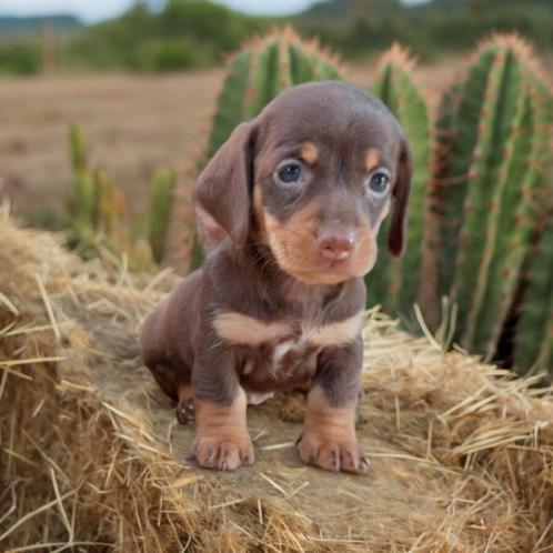 Zeer mooie sociale chocolade tan dwergteckeltjes 😍, Dieren en Toebehoren, Honden | Teckels en Dashonden, Meerdere dieren, Korthaar