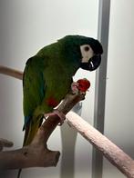 Tam koppel ara maracana, Dieren en Toebehoren, Tam