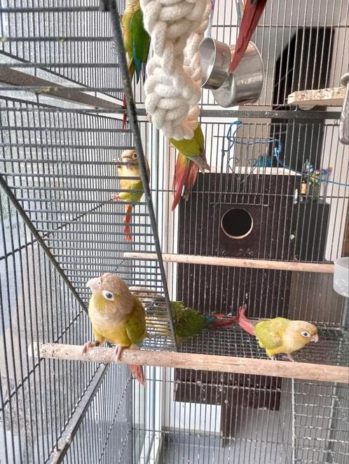 Pyrrhura, Dieren en Toebehoren, Vogels | Parkieten en Papegaaien