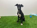 Italiaanse windhondjes pups, België, Overige rassen, 8 tot 15 weken, CDV (hondenziekte)