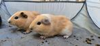 Caviatjes, Dieren en Toebehoren, Knaagdieren, Cavia, Juni, Mannelijk, Tam