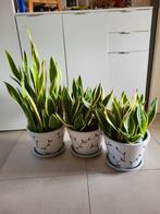 3 grandes plantes Sanseveria avec pots, Maison & Meubles, En pot, Enlèvement
