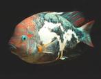 Marble vieja fenestratus jonge 3-5 cm, Dieren en Toebehoren, Vissen | Aquariumvissen, Vis, Zoetwatervis