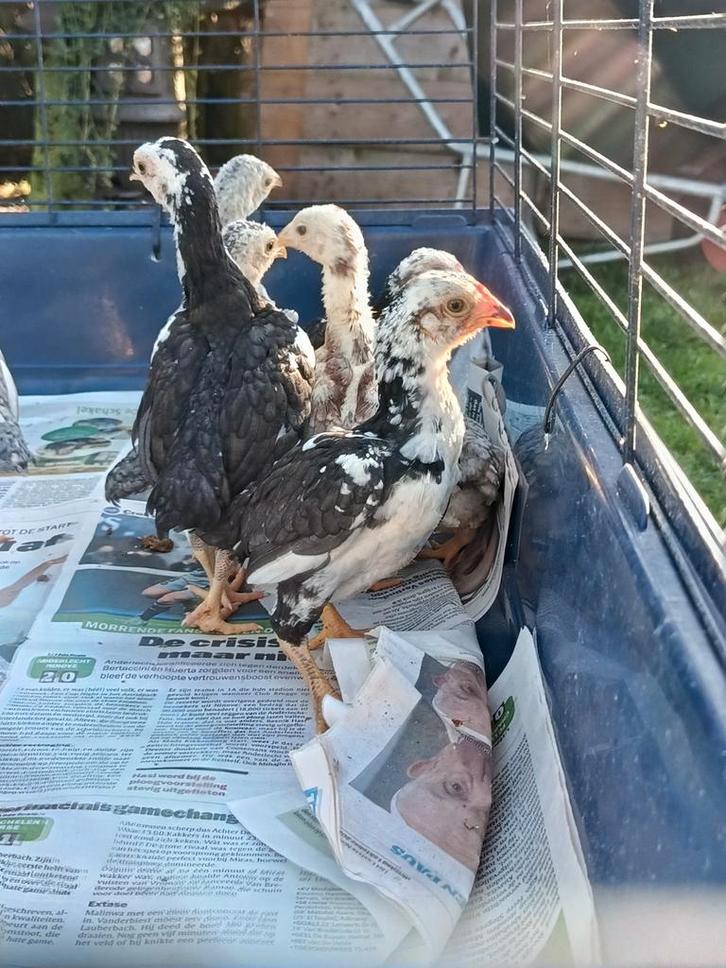 Ko-shamo ( de allerkleinste soort ), Dieren en Toebehoren, Pluimvee