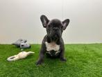 Franse Bulldog pups, België, Reu, 8 tot 15 weken, Meerdere