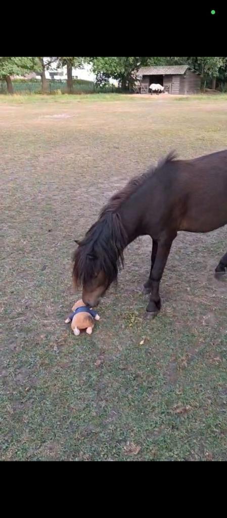 Belgisch mini-paardje, Animaux & Accessoires, Poneys, Débourré
