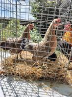 Belgische krielen, Dieren en Toebehoren, Pluimvee