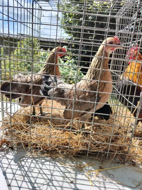 Belgische krielen, Dieren en Toebehoren, Pluimvee