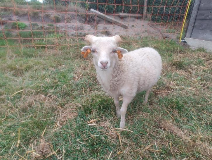 Ouessant stamboekram, Dieren en Toebehoren, Schapen, Geiten en Varkens, Schaap, Mannelijk, 0 tot 2 jaar