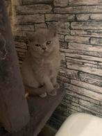 Britse korthaar kitten kattin, Dieren en Toebehoren, Poes, Gechipt, 0 tot 2 jaar