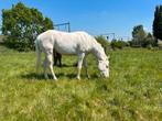 Golden creme champagne overo hengst, Dieren en Toebehoren, Paarden, Hengst