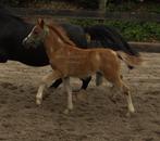 Welsh merrie veulen, Dieren en Toebehoren, Paarden, Merrie, Onbeleerd, Gechipt, 0 tot 2 jaar