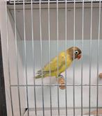 DF Edged personata female, Femelle, Perroquet nain ou Inséparable, Bagué