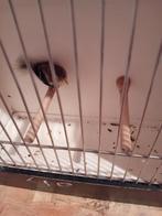 Treursijs pop 2025, Animaux & Accessoires, Oiseaux | Canaris