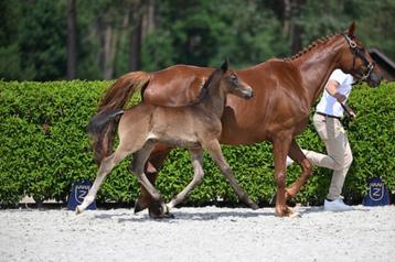 Veulen, 165 à 170 cm, 0 à 2 ans, Vermifugé, Étalon