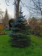 Blauwspar (kerstboom), Tuin en Terras, Ophalen of Verzenden, 250 tot 400 cm