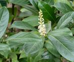 Jeune laurier-palme arbuste de 50 cm – Prunus laurocerasus, Tuin en Terras, Planten | Bomen, Ophalen, In pot, Minder dan 100 cm