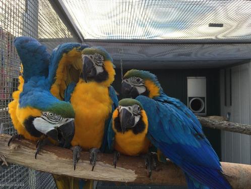 Bewezen kweekkoppel blauw-gele ara's ararauna, Animaux & Accessoires, Oiseaux | Perruches & Perroquets, Perroquet, Plusieurs animaux