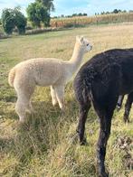 Alpaca veulens, April