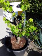wit druivelaar in groot pot, Ophalen, Overige soorten, Volle zon, In pot