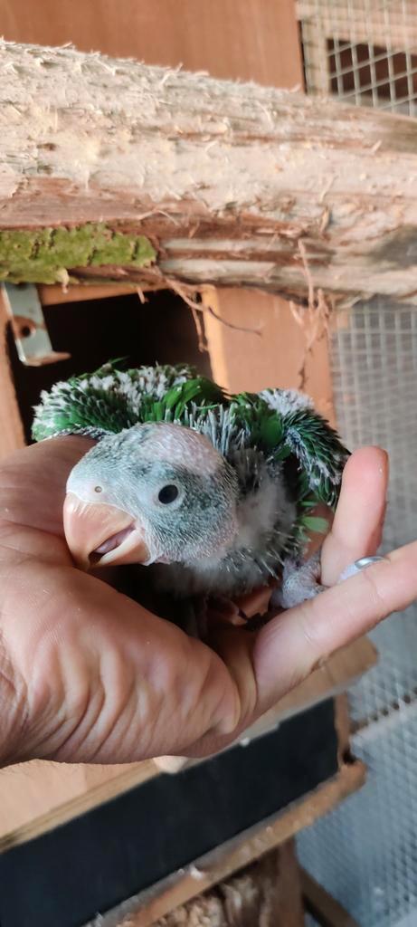 Alexanderparkieten voor handopfok, Dieren en Toebehoren, Vogels | Parkieten en Papegaaien, Geringd