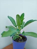 Kalanchoe, Ophalen