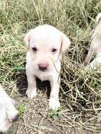 Labrador retriever pups, België, CDV (hondenziekte), 8 tot 15 weken, Labrador retriever
