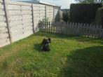franse buldog pups, Dieren en Toebehoren, Honden | Bulldogs, Pinschers en Molossers, België, Fokker | Hobbymatig, Reu, CDV (hondenziekte)