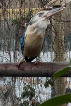 Blauwvogelkookaburra, Animaux & Accessoires, Oiseaux | Oiseaux Autre