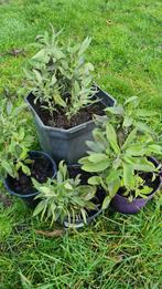 Salie( salvia officinalis) plant., Ophalen, Vaste plant