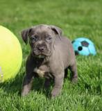 Amerikaanse Stafford pups, België, CDV (hondenziekte), 8 tot 15 weken, American Staffordshire Terriër