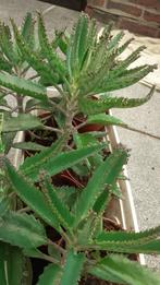 Mooie Mother of Thousands-Planten in ruime potten : 5€/stuk, Huis en Inrichting, Vetplant, Ophalen of Verzenden, In pot, Minder dan 100 cm