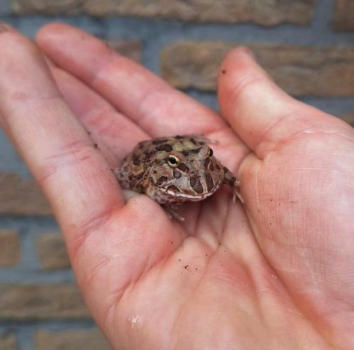 Jonge pacman kikkers, kleurtjes, Dieren en Toebehoren, Reptielen en Amfibieën