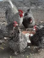 Mechelse koekoek, Dieren en Toebehoren, Pluimvee