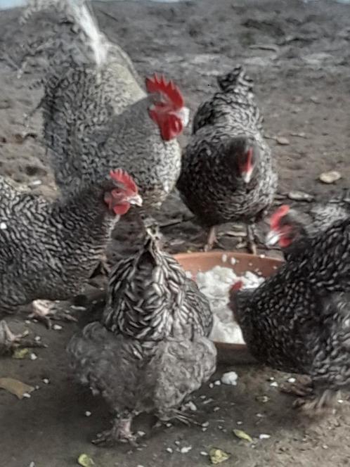 Mechelse koekoek, Dieren en Toebehoren, Pluimvee