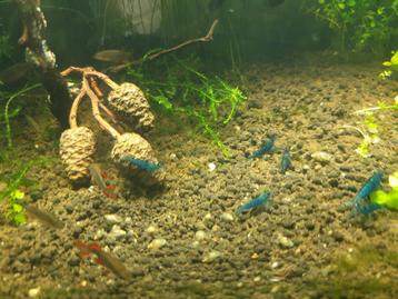 Super fish aquarium compleet met vissen en garnalen