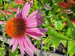echinacea Magnus, Tuin en Terras, Planten | Tuinplanten, Ophalen