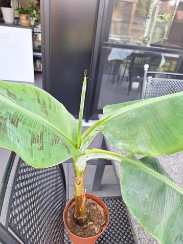 bananenplant (musa) beschikbaar voor biedingen