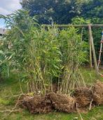 Bambous 1,75m environ - lot de 6 mottes, Tuin en Terras, Planten | Tuinplanten, Ophalen of Verzenden