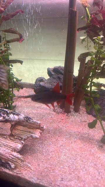 Labeo gratis MOET WEG!!!!, Dieren en Toebehoren, Vissen | Aquariumvissen
