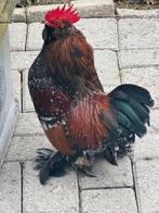 ukkelse Bardkriel duizendkleur mille fleur 2 haantjes, Dieren en Toebehoren, Mannelijk, Kip