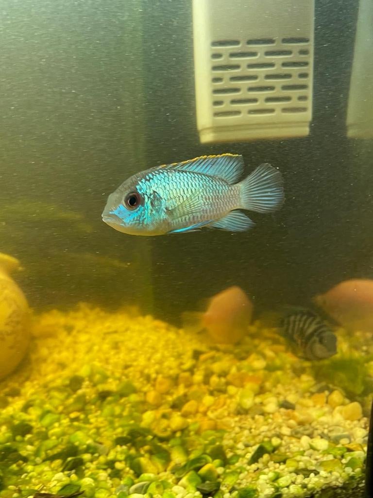 Aquarium + vissen + deco (4 maand oud), Ophalen, Zo goed als nieuw, Verlichting of Verwarming