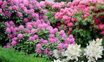 Gezocht  Rhododendron Rododendron, Enlèvement ou Envoi, Rhododendron, Haie