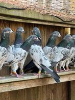 Pakistaanse Hoogvliegers, Dieren en Toebehoren, Vogels | Duiven, Meerdere dieren