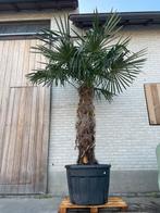 Palmboom, Tuin en Terras, Planten | Bomen, Ophalen, Palmboom