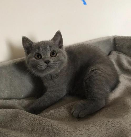 Britse korthaar kittens, Dieren en Toebehoren, Katten en Kittens | Raskatten | Korthaar, Poes, 0 tot 2 jaar, Met stamboom, Gechipt