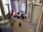 Jonge hennen van ayam cemani kippen, Dieren en Toebehoren, Pluimvee, Vrouwelijk, Kip