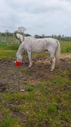 Équitation en bord de mer, Enlèvement ou Envoi